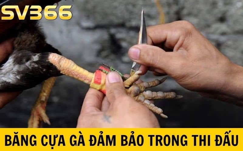 Băng cựa gà đá đảm bảo tính chuyên nghiệp trong thi đấu