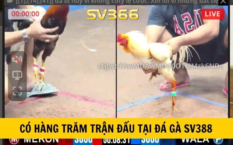 Có hàng trăm trận đấu tại đá gà SV388