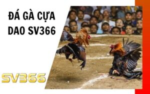 Đá gà cựa dao SV366