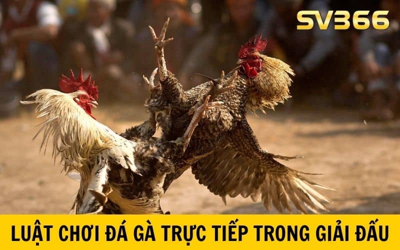 Luật chơi đá gà trực tiếp trong các trận đá giải