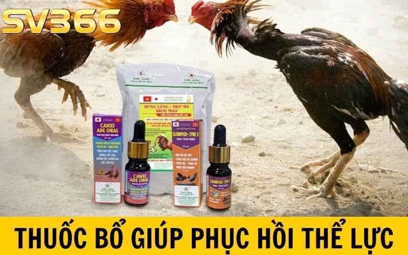 Thuốc bổ cho gà đá giúp phục hồi thể lực