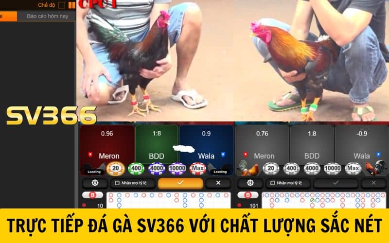 Trực tiếp đá gà SV366 tại Thomo Campuchia với chất lượng sắc nét