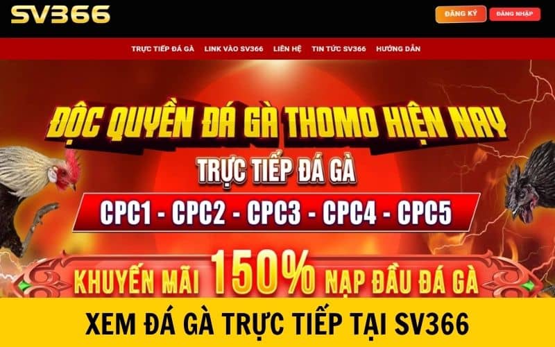 Xem đá gà trực tiếp tại SV366 mà không cần đi tới trường gà